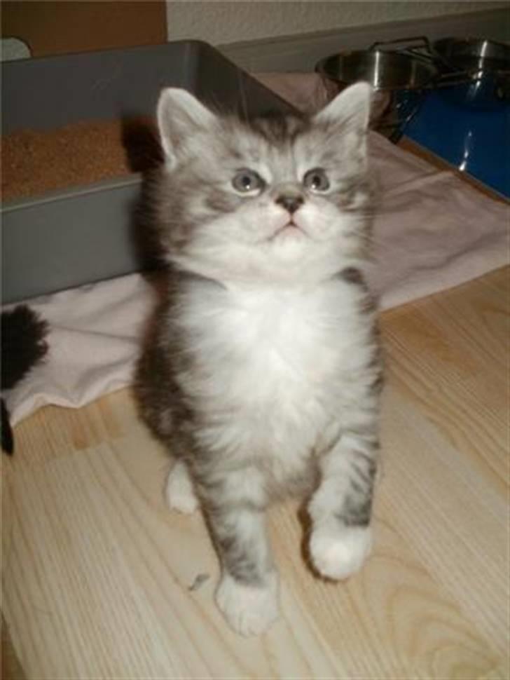 Maine Coon Nala billede 5