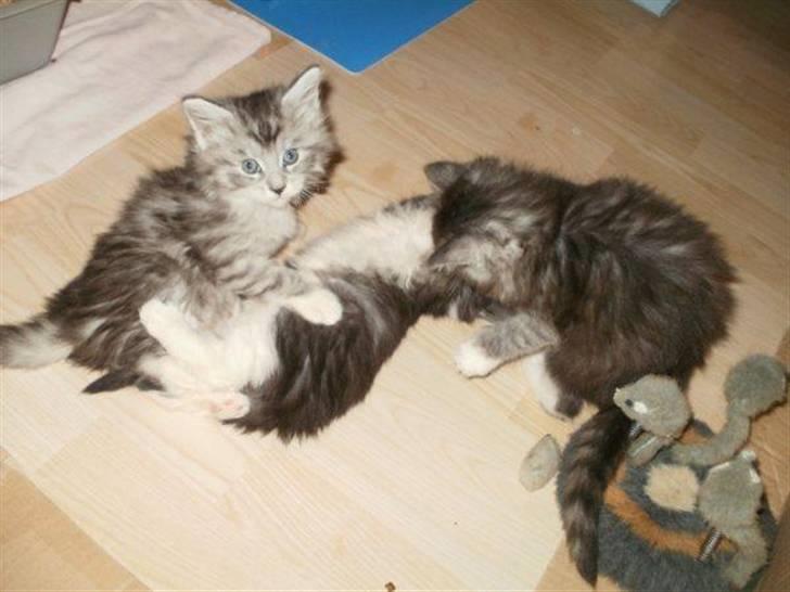 Maine Coon Nala billede 6