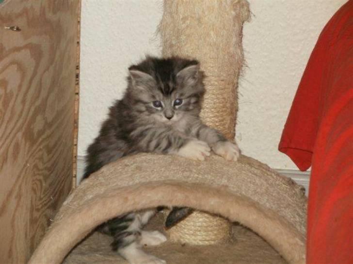 Maine Coon Nala billede 7
