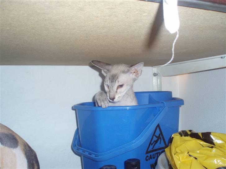 Peterbald Leander (Jay) - Leander i gang med at udforske. billede 1