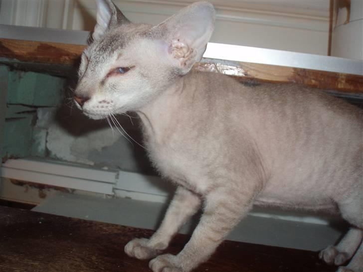 Peterbald Leander (Jay) billede 4