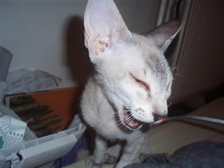 Peterbald Leander (Jay) billede 5