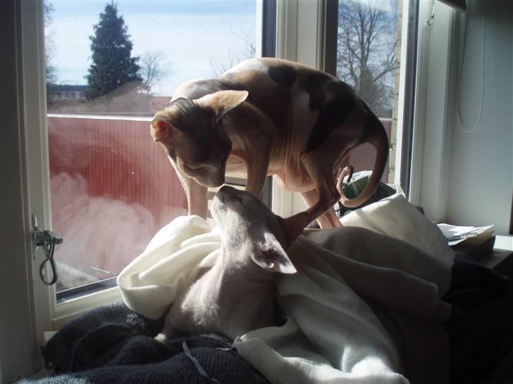 Peterbald Leander (Jay) - Dag nummer to i sit nye hjem og Clara og Leander er ved at lære hinanden at kende. billede 6