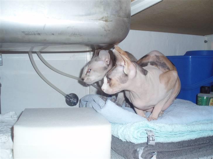 Peterbald Leander (Jay) - Efter tre dages bekendtskab, og Clara og Leander er sammen hele tiden. billede 7