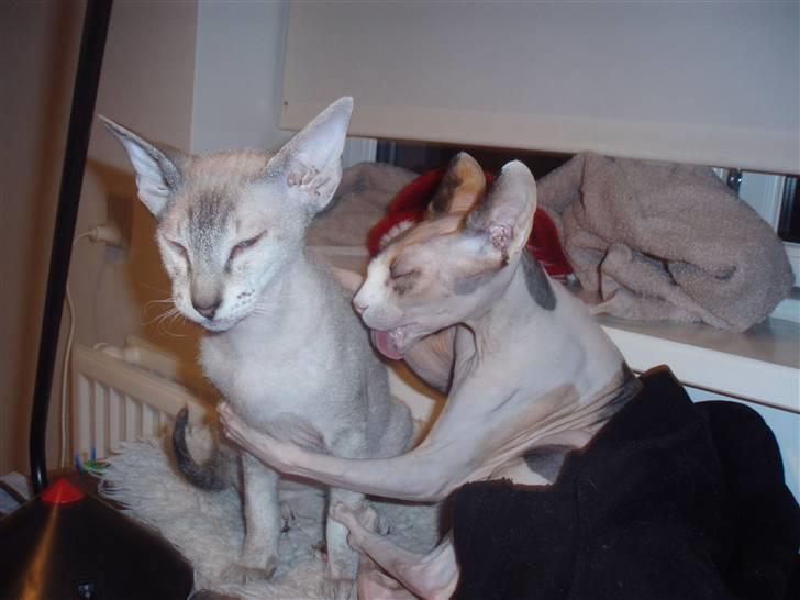 Peterbald Leander (Jay) - En meget situation der ofte forekommer :) billede 8