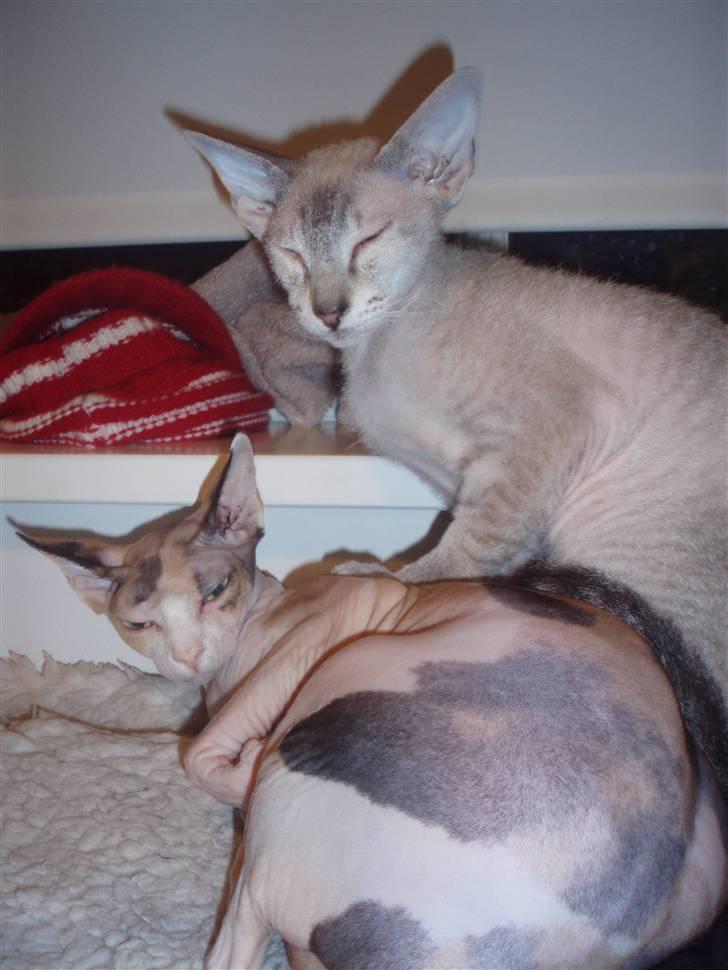 Peterbald Leander (Jay) billede 9