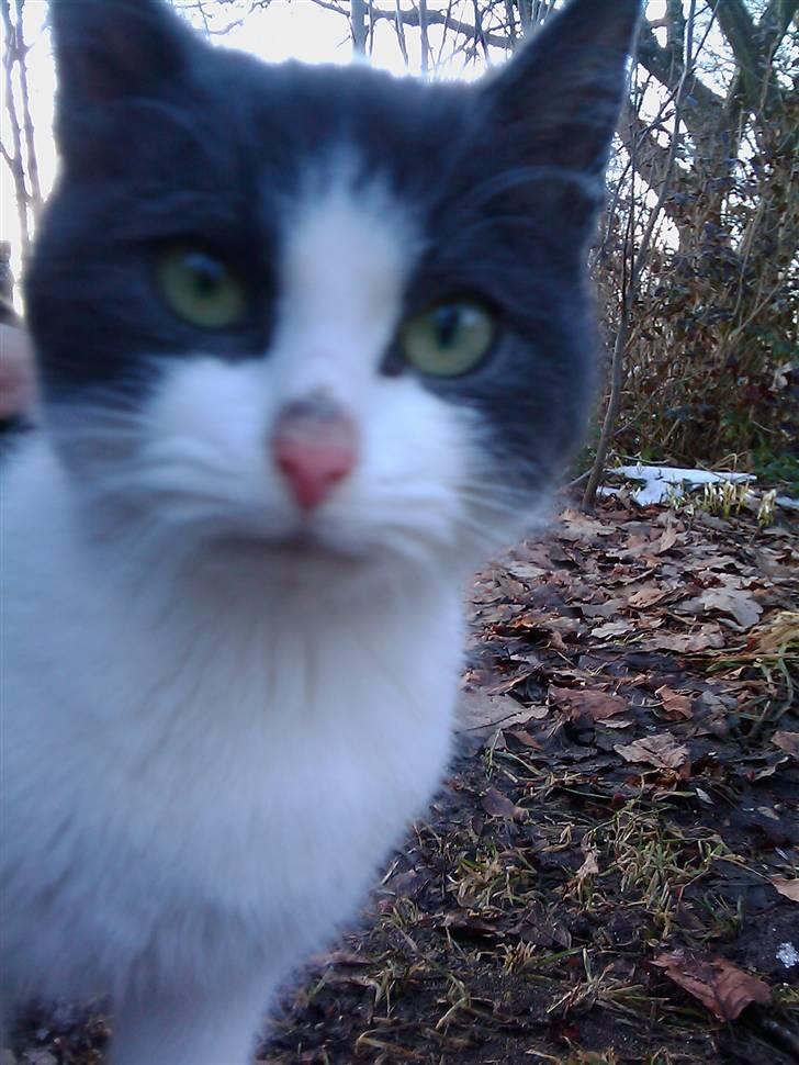 Blanding af racer Plet Savnet - Velkommen til Miin profil billede 1