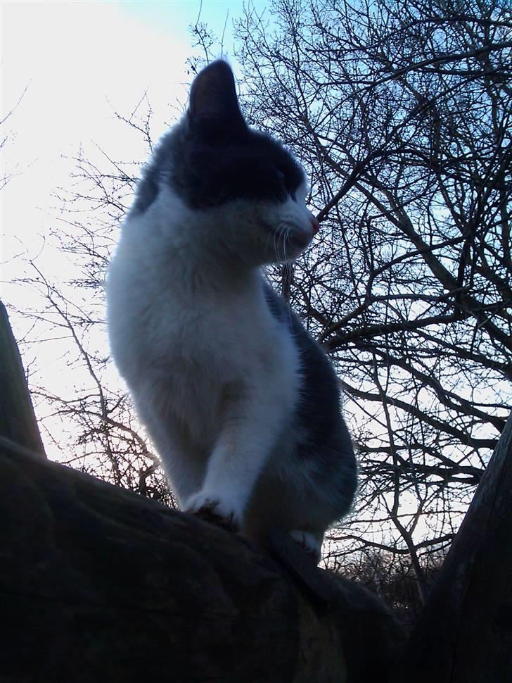 Blanding af racer Plet Savnet - Jeg har fået øje på noget  billede 2