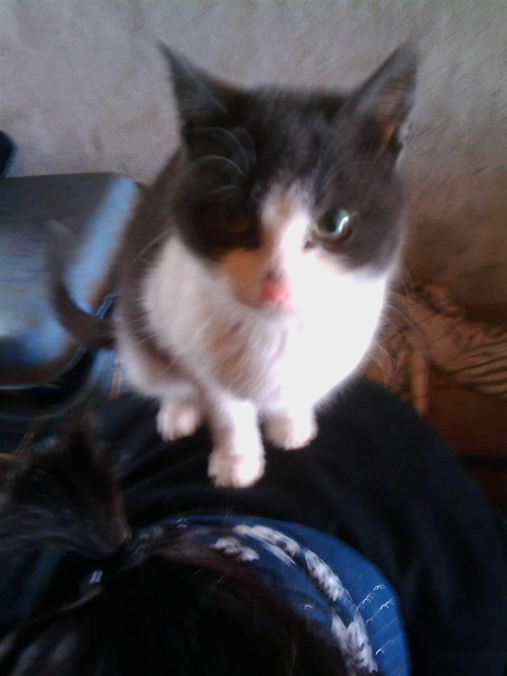 Blanding af racer Plet Savnet - MIg selv:) billede 3