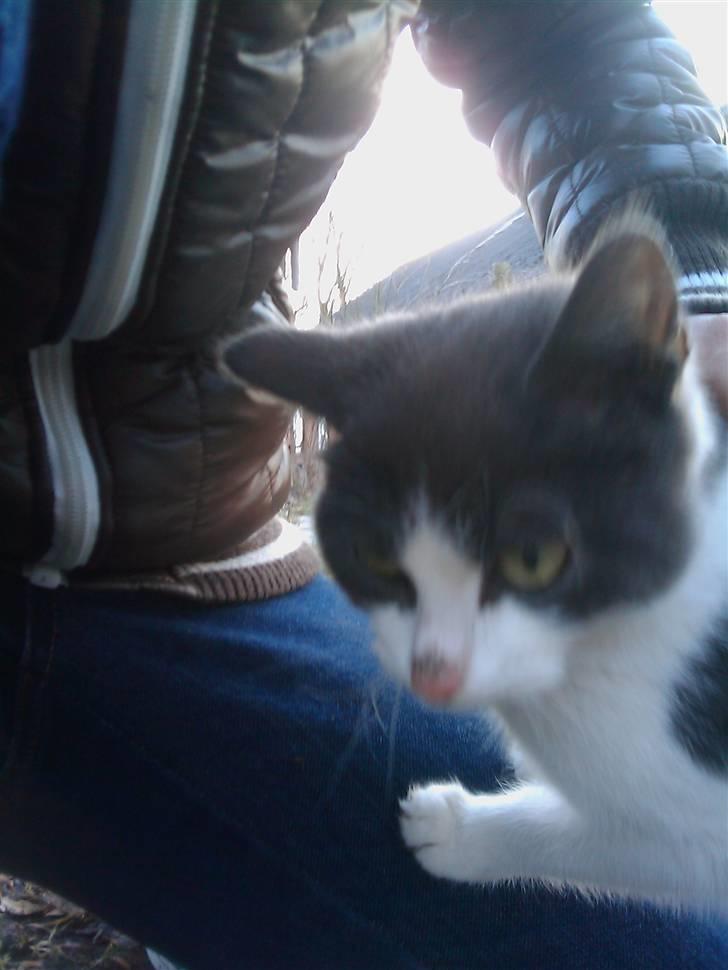 Blanding af racer Plet Savnet - Sidder ved min gode ´´menneske veninde´´ natali billede 4