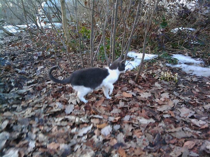 Blanding af racer Plet Savnet - på eventyr billede 5