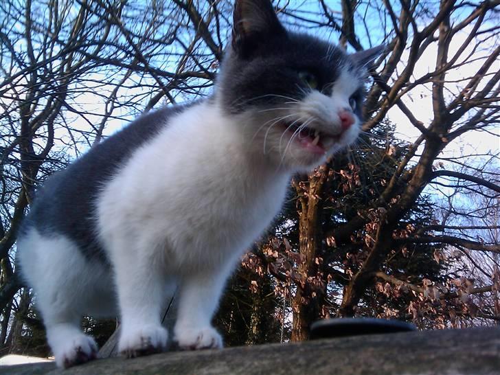 Blanding af racer Plet Savnet - Hvor er mine søskene billede 6