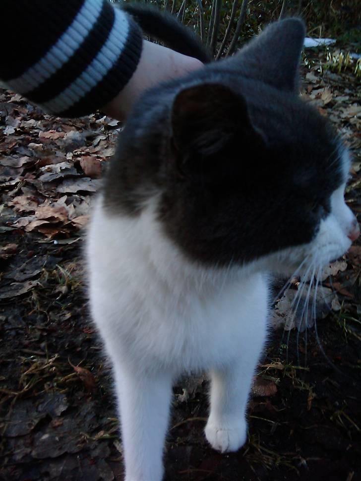 Blanding af racer Plet Savnet - Tak fordi du kiggede forbi, læg venlist en kommatar og en bedømmelse:) billede 7