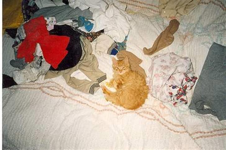 Blanding af racer Miramis 1994-2011 † - Miramis Som Helt lille killing :) hun har altid været glad for at ligge i tøjet billede 19