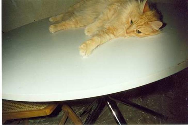 Blanding af racer Miramis 1994-2011 † - Her igen som ung pige da hun var hos hankat desværre fik hun aldrig killinger  billede 20