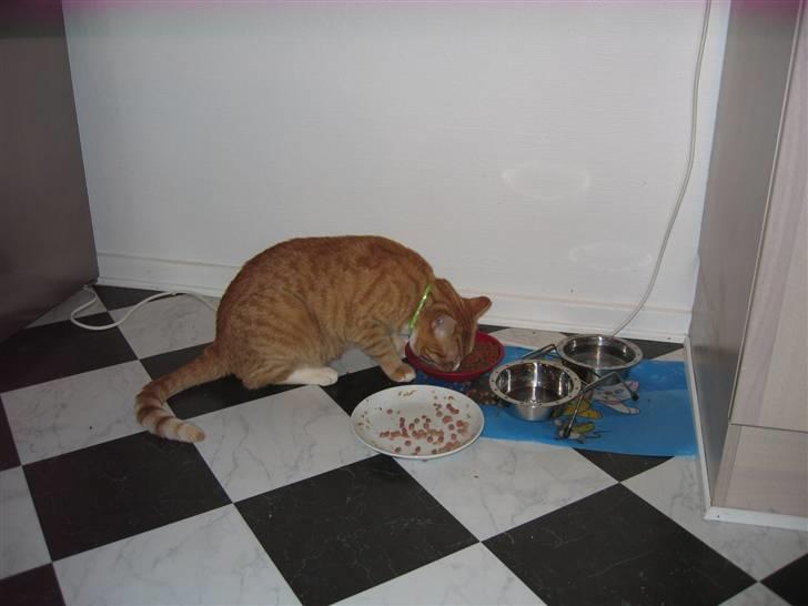 Huskat Garfild †R.I.P† sov sødt - MAAAAAAAAAAAAAAAAD!!!! :D billede 10