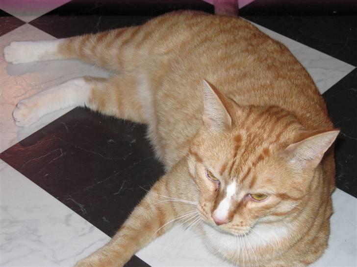 Huskat Garfild †R.I.P† sov sødt - nuurh billede 11