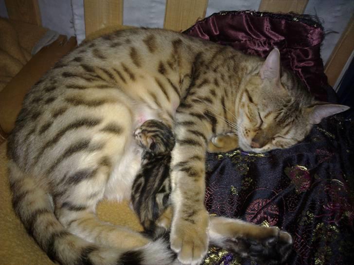 Bengal DK Trollspotting Vela - Her er den stolte mor med sin 1 dag gamle killing billede 7