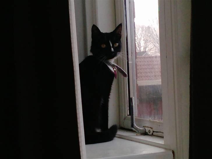 Huskat Charlie R.I.P - her er vi i min forlove´s gamle lejlighed hun elsked at side i vinduet billede 5