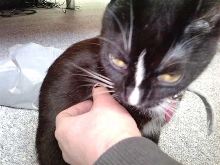 Huskat Charlie R.I.P - her vasker hun min hånd billede 6