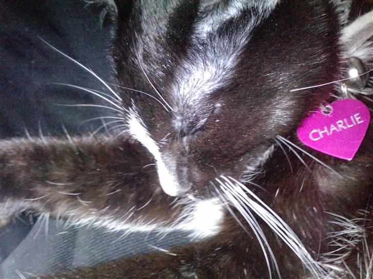 Huskat Charlie R.I.P - her ligger charlie og sover man kan se hendes navne skilt hihi billede 7