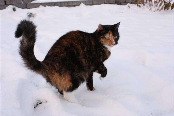 Huskat Kira billede 10