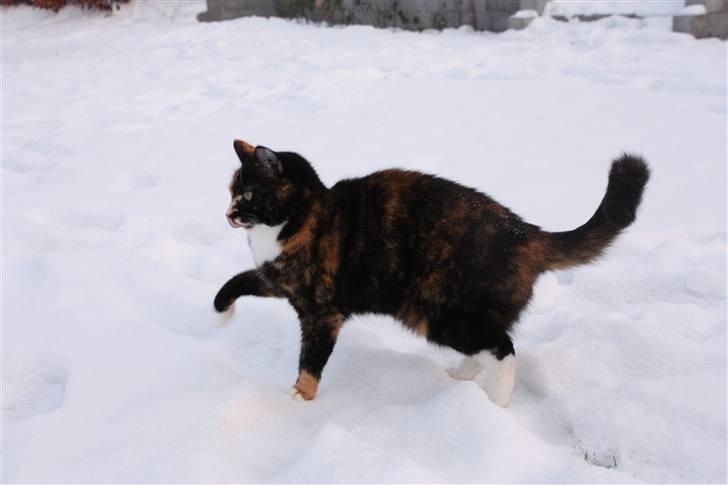 Huskat Kira - Det er koldt på poterne! billede 11