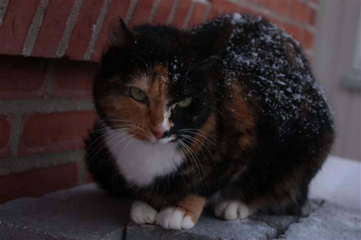 Huskat Kira - Jeg bryder mig ikke om sne... billede 12