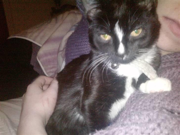 Huskat Charlie R.I.P - Charlie er en meget snak salig kat men er ikke glad for frammet billede 8