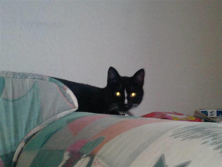 Huskat Charlie R.I.P - her ligger charlie på lur billede 9