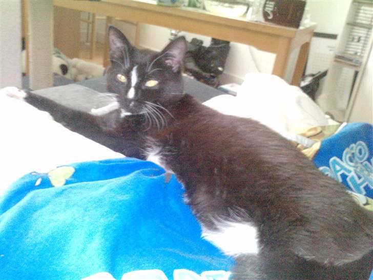 Huskat Charlie R.I.P - her ligger charlie og flader ud billede 10