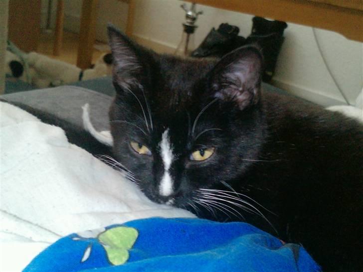 Huskat Charlie R.I.P - hun ligger og hølder øje med min dyne billede 11