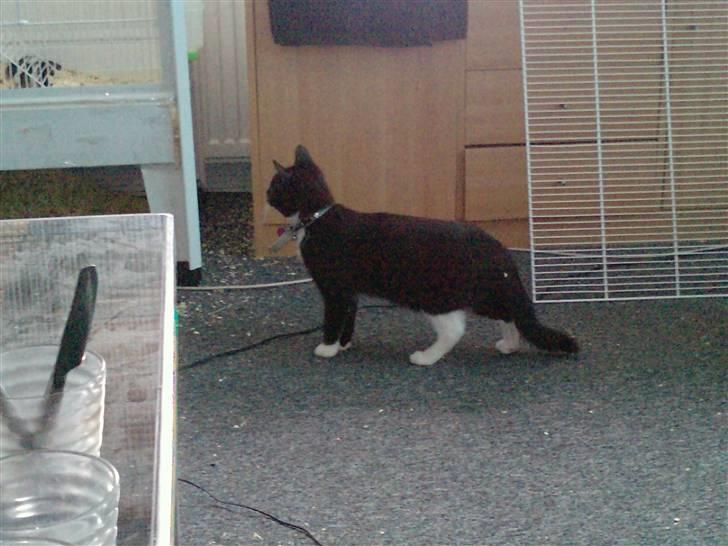 Huskat Charlie R.I.P - her ser charlie Rotter for første gang hun blev bidt i snuden af en af dem og siden da har hun været bange for alle slaks gnaver billede 12