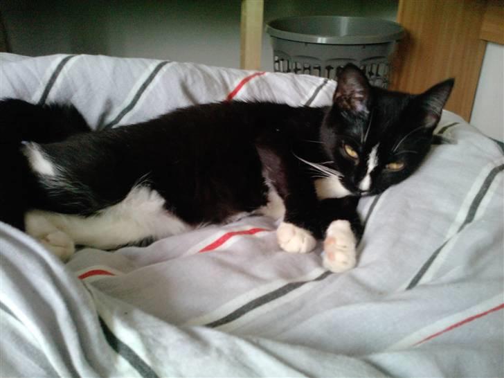 Huskat Charlie R.I.P - Chaelie tod min dyne  billede 13