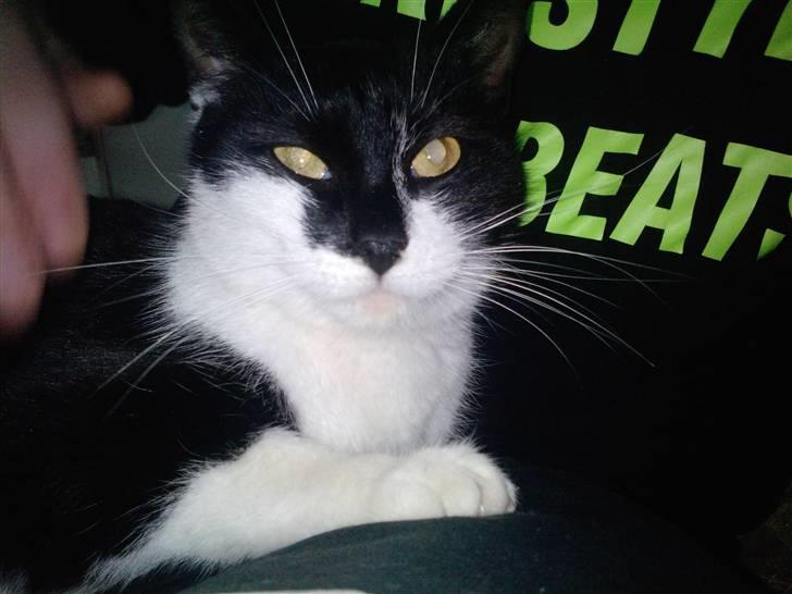 Huskat Blackie R.I.P - Blacki en stille og rolig 1 år gammel hun kat billede 1