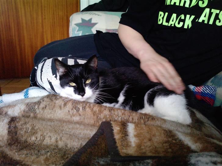 Huskat Blackie R.I.P - blacki elsked at blive snakket med billede 2