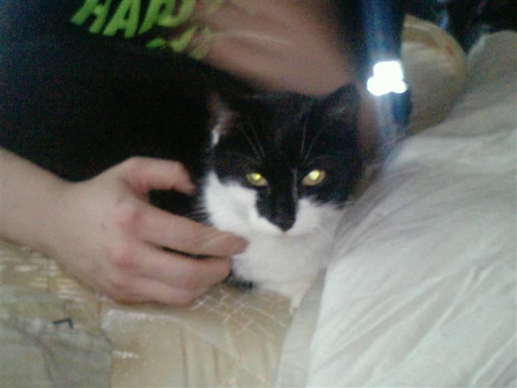 Huskat Blackie R.I.P - blacki går masie billede 3