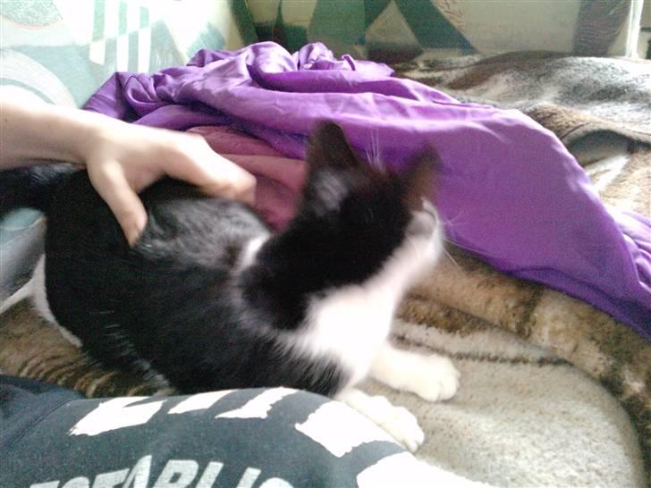 Huskat Blackie R.I.P - Blacki elsked at blive kløet på ryggen billede 4