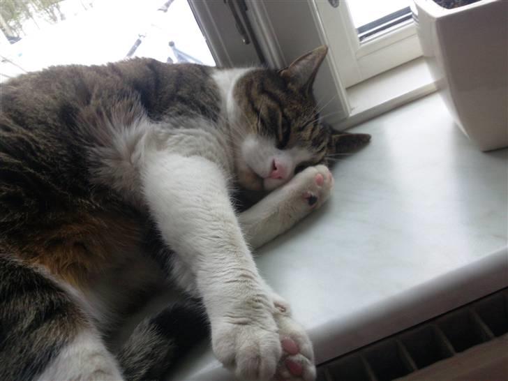 Huskat timmi :) - timmi sover :) billede 9