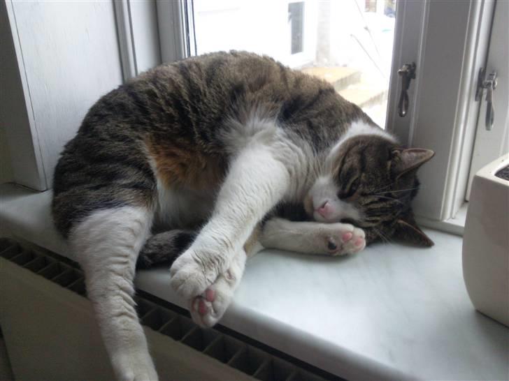 Huskat timmi :) billede 10