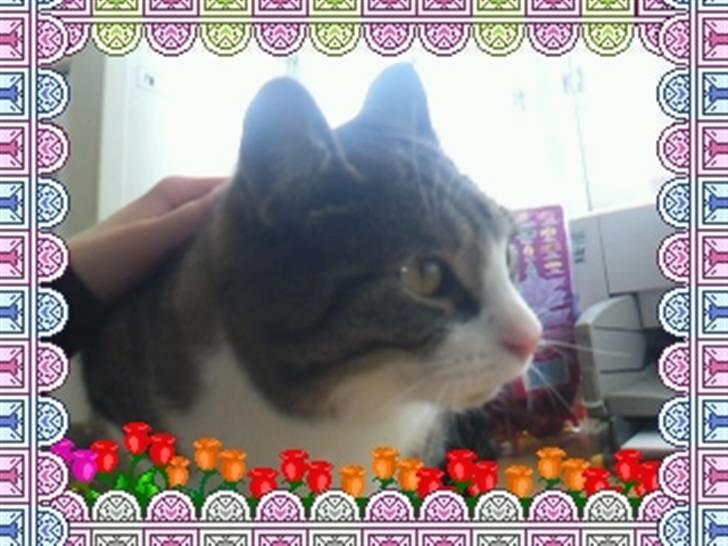 Huskat timmi :) billede 11