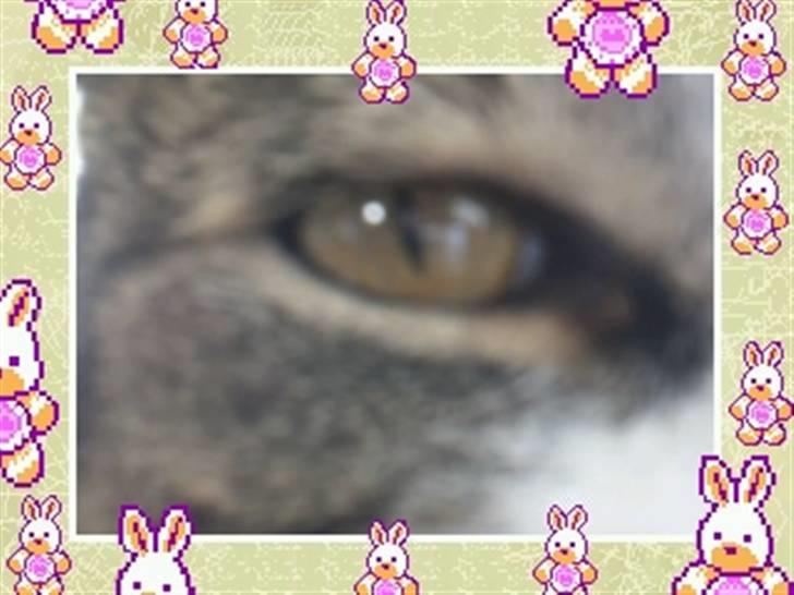 Huskat timmi :) - timmis øje billede 12