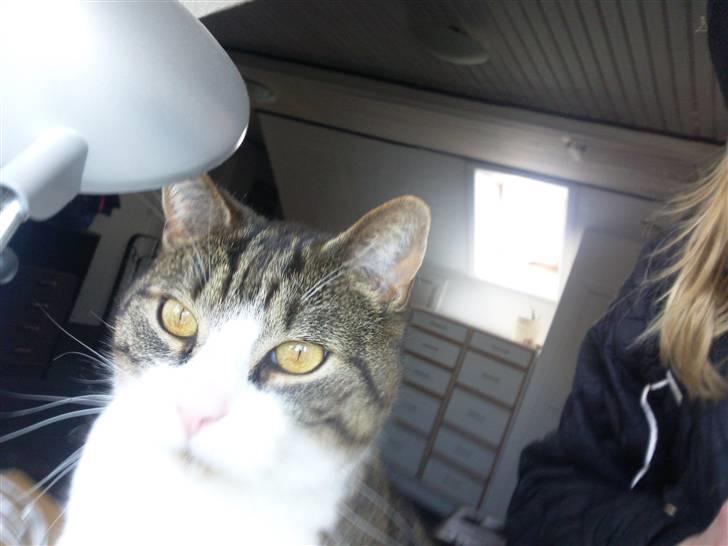 Huskat timmi :) billede 13