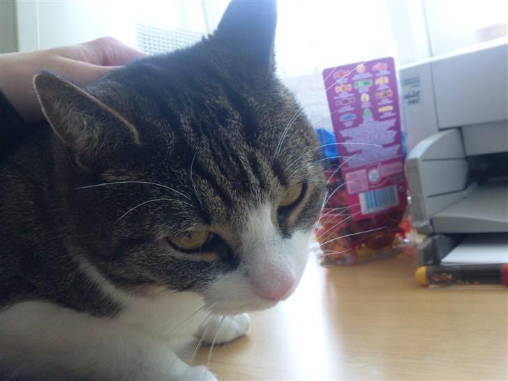 Huskat timmi :) billede 14