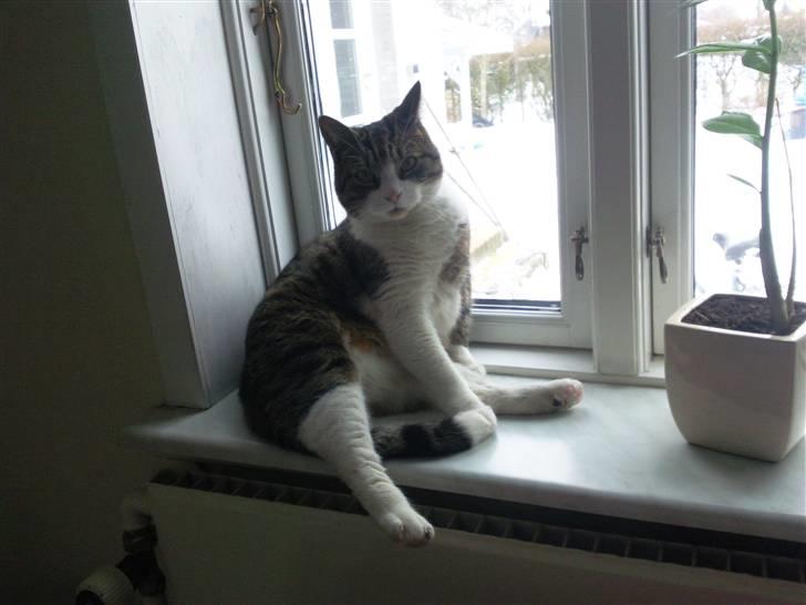 Huskat timmi :) - sidder du godt? :D billede 15