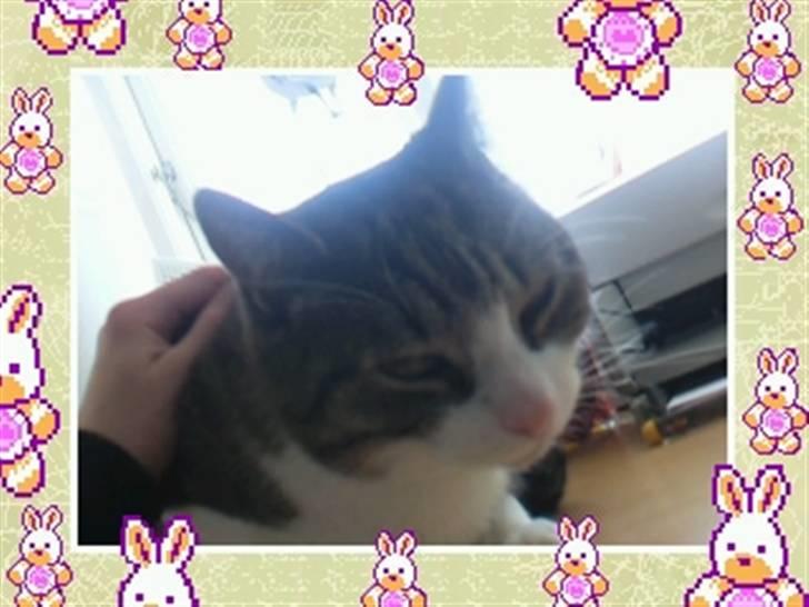 Huskat timmi :) billede 16