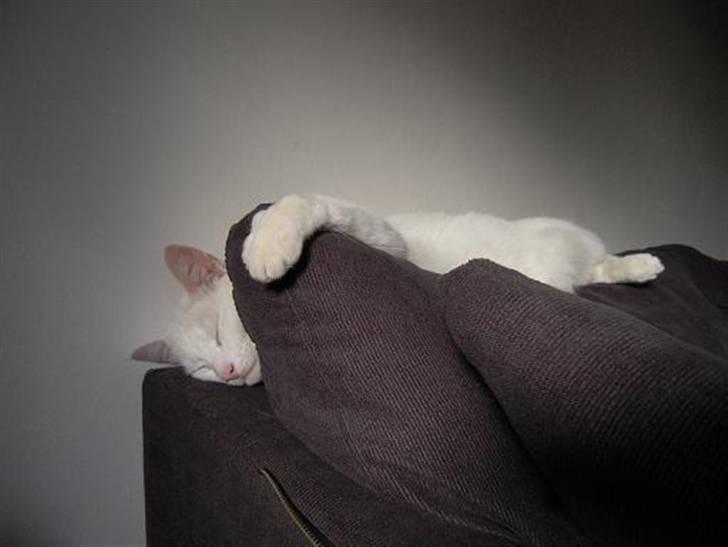 Blanding af racer Wilhelm - Wilhelm putter billede 1