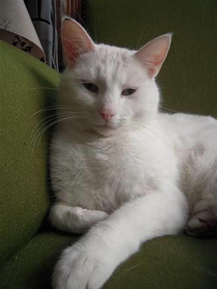 Blanding af racer Wilhelm billede 2