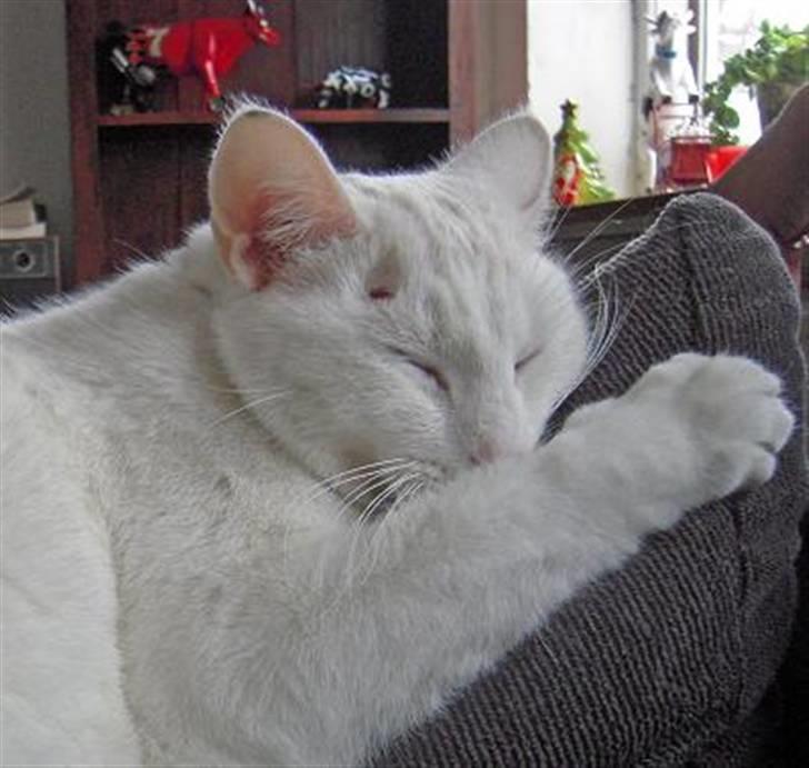 Blanding af racer Wilhelm billede 3