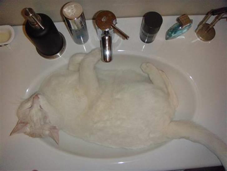 Blanding af racer Wilhelm - Ynglings sove stedet billede 4